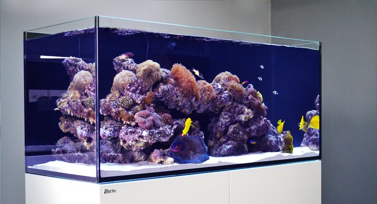 red sea reefer aquarium Rimless design