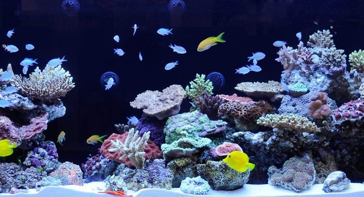 Red Sea MAX Aquarium -Concept